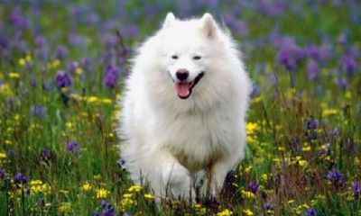 1984年属什么生肖配对8月（1994年属什么生肖）