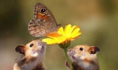 属鼠人生在哪一天好（96年属鼠几月命不好）