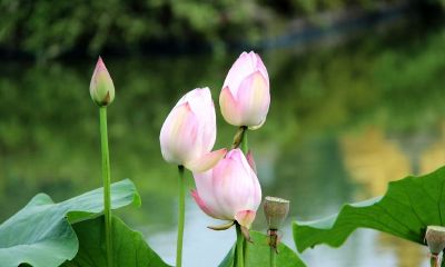 陶白白如何走进白羊的心（陶白白分析白羊座）