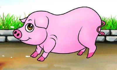 十二生肖属猪的几岁（十二生肖属马的今年多少岁）