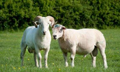 1991年属羊八月是什么命女（属羊是什么命）