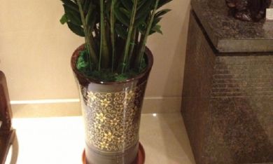 金钱树是属鼠的生命之花吗（属马的不能养什么植物）