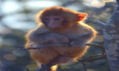 关于十二生肖来历（十二生肖从什么时候开始的）