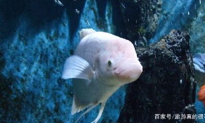 招财鱼不吃东西整天冒出水面（招财鱼十大混养）