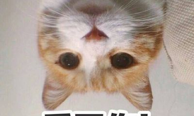 金牛座和处女座配做情侣吗（金牛座和谁最配做情侣）