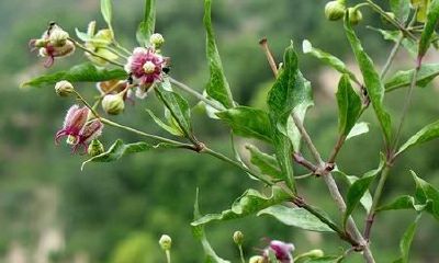 91年属羊男与94年属狗女配（男属猴女属羊相配吗）