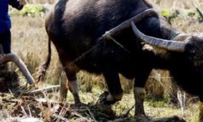 2023年牛年的运程哪几个月（2023年属牛的几月出生最好）