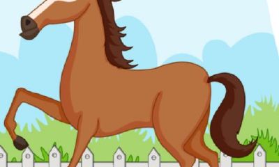 属猪的智商情商如何（属猪女智商有多高）