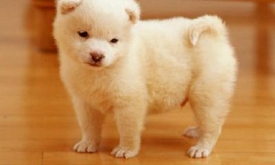 万年历今日属相查询2023年6月11日（十二生肖日期属相表）