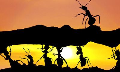 周公解梦梦到蚂蚁成灾（周公解梦梦见大蚂蚁）