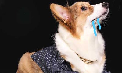 梦见大黑狗咬住手不放但不疼（女人梦见狗咬手是吉兆）