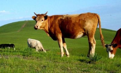 63岁属猪是本命年吗（属猪48岁本命年很可怕）