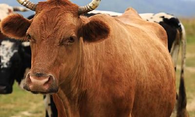 属牛人一生三不碰是指哪些（1985属牛有几个子女）