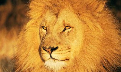 周公解梦梦到狮子（总是梦到狮子怎么回事）