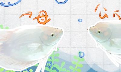 招财鱼如何区分公与母（红尾招财鱼区分公母）