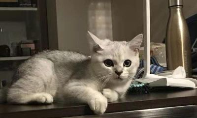 属虎的人适合养猫吗风水（属虎养狗可以转运吗）