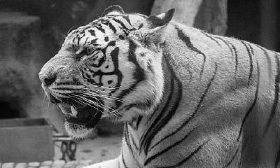 属猴今日麻将财运（属牛和属猴合不合财运）