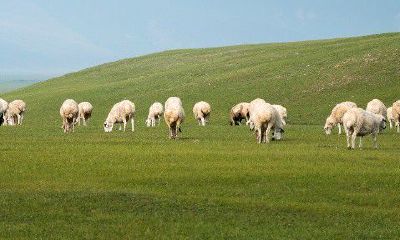 属羊的女人情感特点（79属羊男几次婚姻）