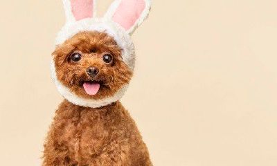 属狗人的五行特征（1970年属狗的人五行属什么）