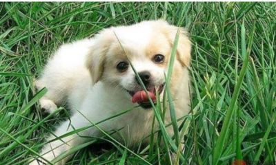 82年的狗今天的财运如何（1982年属狗后半生财运）