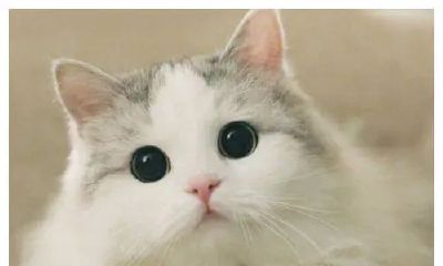 小猫名字可爱洋气招财（猫怎么取名字）