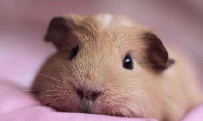 属鼠那个月份最好（1972年属鼠的是什么命）