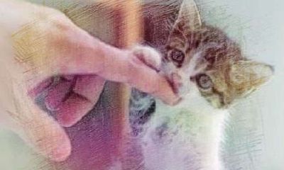 周公解梦大全查询猫咬手（梦到猫咬手是怎么回事解梦）