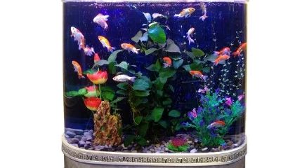 家里鱼缸放哪里聚财（鱼缸放在哪个方位比较聚财）