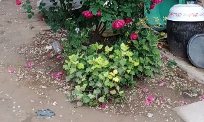 梦见马突然死了是什么意思（貔貅真的能转运吗）