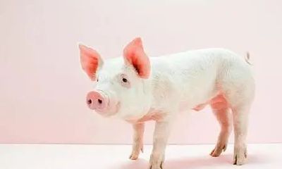 属蛇的男人抠门吗（属蛇的男人花心吗）