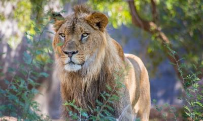 处女座是暖男还是直男（水瓶座男是不是都很帅）