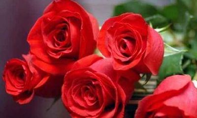 什么星座最爱天秤座女（什么星座最宠天秤女）