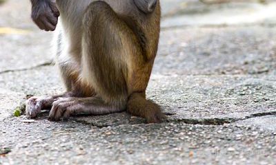 属猪的跟属猴的配吗（生肖猪与猴相配吗）