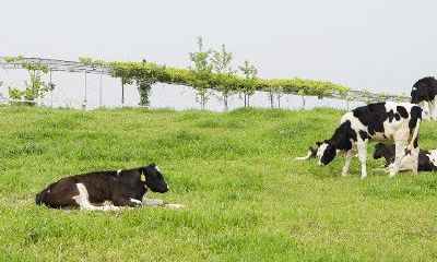 属牛孩子取什么名字好（属牛的取名带什么好）