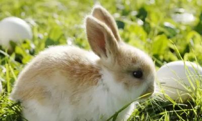 属兔今年是什么命运（属兔是什么命）