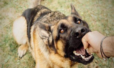 梦见被别人家狗咬了（女人梦见狗咬自己左手）