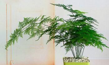 富贵竹摆什么地方招财（水养富贵竹几根最旺财）