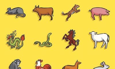 十二生肖表大全及解释（十二生肖的顺序表）