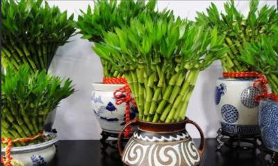 富贵竹放卧室哪里最招财（水养富贵竹几根最旺财）