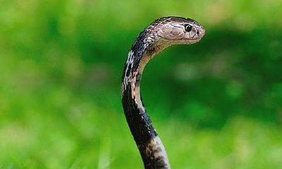 女生梦到蛇咬自己脚（梦到自己右脚被蛇咬了）