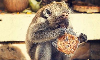 鼠和猴的属相合不合财（属鼠和属马的合不合）