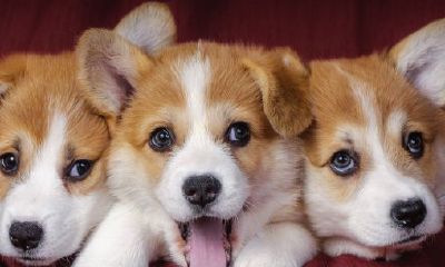 属狗的遇到的贵人属什么（1982属狗的贵人是谁）