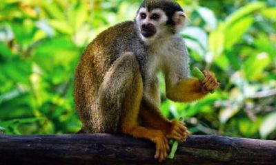 2004年属猴2023年学业中职（属狗2023年运势）