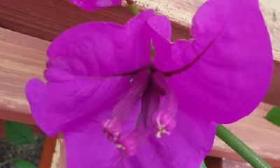 女人鼻梁低的人命运怎样（鼻梁低的人命运怎样）