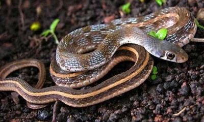 孕妇梦见蛇并且别人把蛇打死了是什么意思（孕妇梦见很多蛇是什么意思）