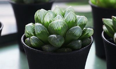 属鸡旺财植物是什么（属鸡的幸运植物）