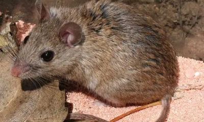 2023年的属鼠的是什么命（2024年属龙的是什么命）