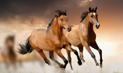 54年属马的人是什么命（1954年属猴人是什么命）