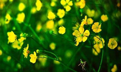 注定和白羊有缘无份的星座（与双鱼座注定有缘分的星座）