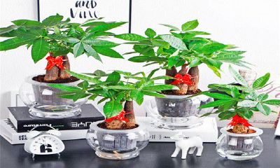 旺财养什么植物（养什么植物最旺财）